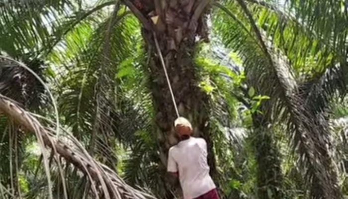 Indikasi Keterlibatan “Orang Dalam” dalam Pengurusan Pekerjaan Vendor di PTPN IV Regional 6, Diduga Langgar Prinsip RSPO