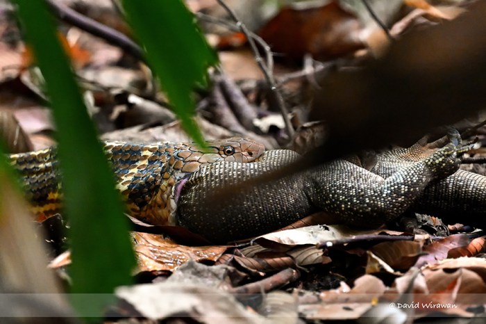 King Cobra attacking Monitor Lizard - Singapore Geographic