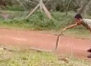 Status Ular King Kobra 3 Meter Usai Evakuasi Situbondo