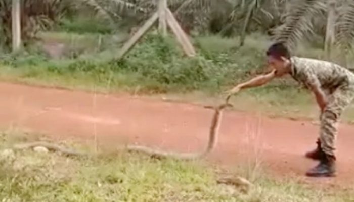 Status Ular King Kobra 3 Meter Usai Evakuasi Situbondo