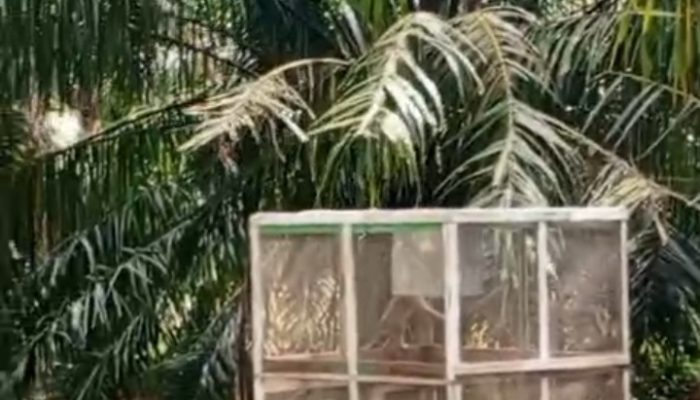 Penanganan Hama Monyet oleh PTPN IV Regional 6 Dinilai Langgar Prosedur, BKSDA Diminta Turun Tangan