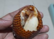 Buah Busuk dan Berbelatung MBG Dibagikan di Langsa, Warga Soroti Kualitas Pengawasan