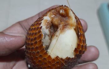 Foto kondisi buah tambahan program Makan Bergizi Gratis (MBG) yang busuk dan tidak layak konsumsi di sebuah sekolah di Kota Langsa.