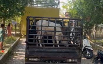 Penyaluran sapi bantuan meugang di Kota Langsa terlambat hingga hari kelima Lebaran, menuai kritik masyarakat