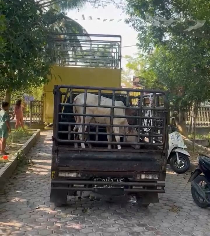 Penyaluran sapi bantuan meugang di Kota Langsa terlambat hingga hari kelima Lebaran, menuai kritik masyarakat