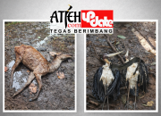 Satwa Mati di Taman Hutan Kota Langsa, Terungkap Tak Berizin: Kelalaian atau Pembiaran?