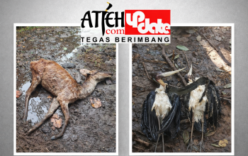 Satwa rusa mati di area berlumpur Taman Hutan Kota Langsa, dugaan akibat buruknya pengelolaan dan belum adanya izin resmi pengelola