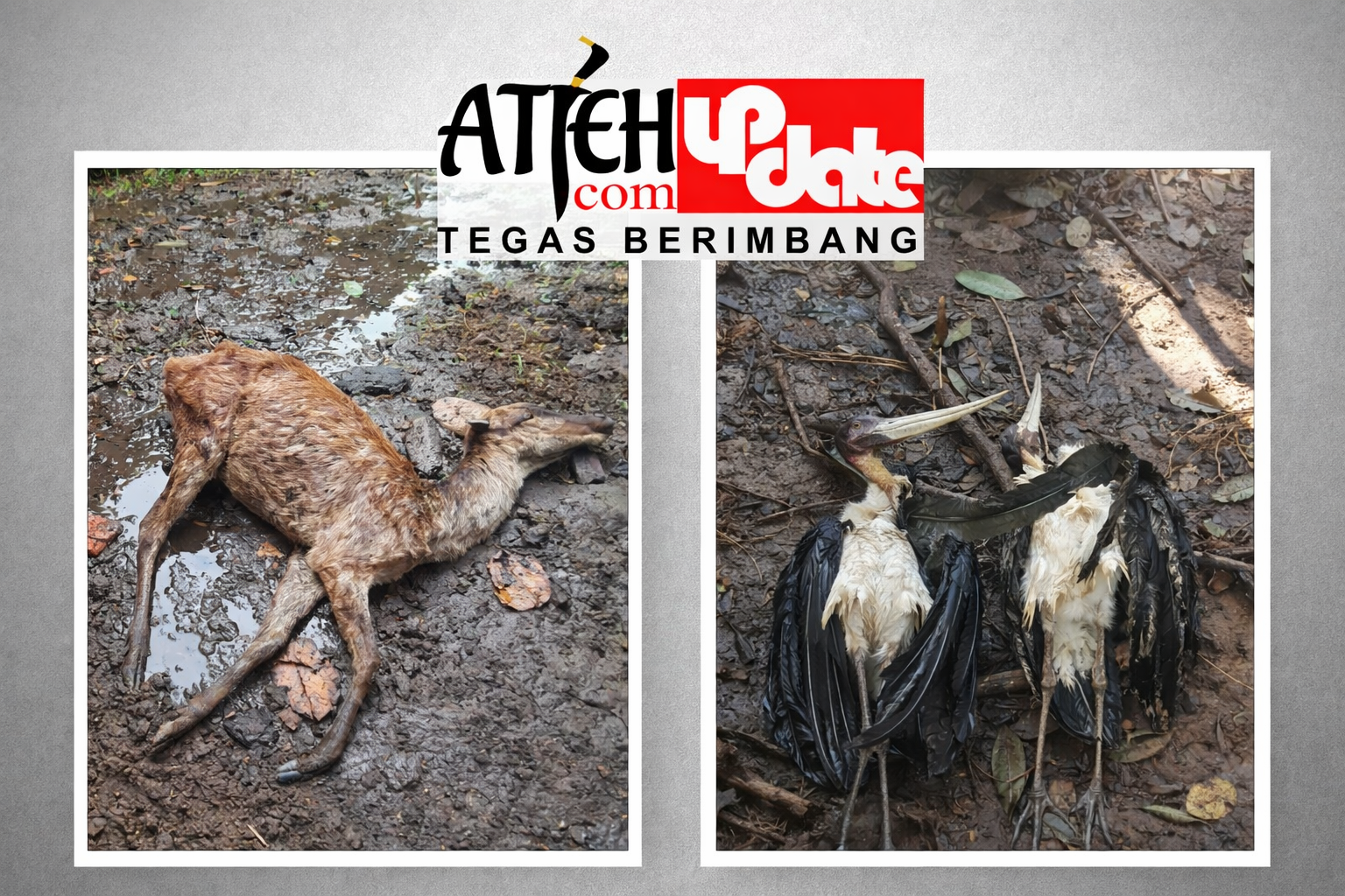 Satwa rusa mati di area berlumpur Taman Hutan Kota Langsa, dugaan akibat buruknya pengelolaan dan belum adanya izin resmi pengelola